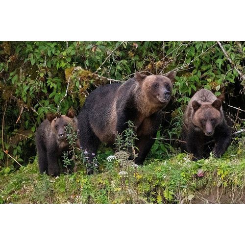 Hopkins, Cindy Miller 아티스트의 Canada-British Columbia-Great Bear Rainforest Khutze Inlet Brown bear mother and cubs작품입니다.